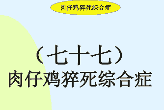 肉鸡猝死症的概念