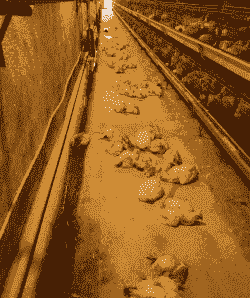 高温养肉鸡的危害