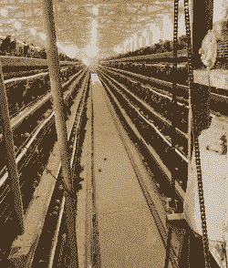 全自动肉鸡养殖特点