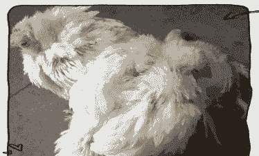 肉鸡大肠杆菌病变