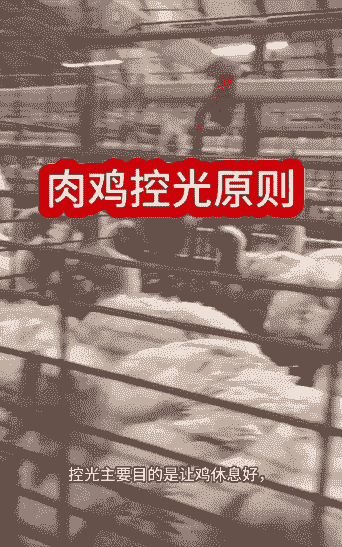 肉鸡对光照的要求