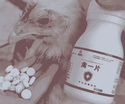 肉鸡禁用纯粹药吗