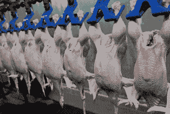 肉鸡屠宰的背景意义