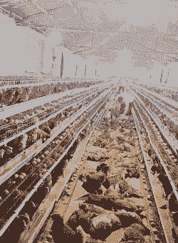 江苏哪里养肉鸡多