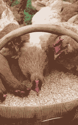 肉鸡饲料蛋鸡吃了