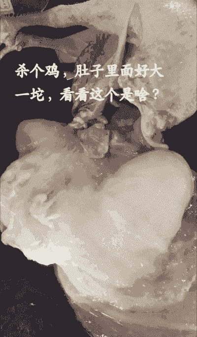 肉鸡腹部皮下有鼓起