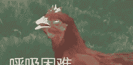 肉鸡张嘴呼吸的原因