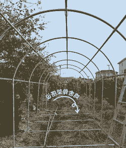 笼养肉鸡棚怎么建