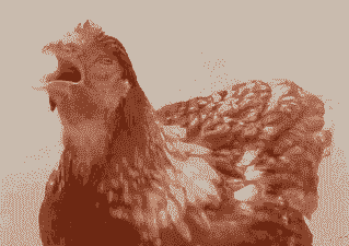 肉鸡咳嗽怪叫眼睛有泪