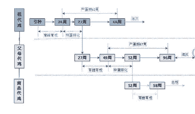 祖代肉鸡与父母代