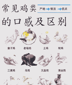 肉鸡和火鸡的区别