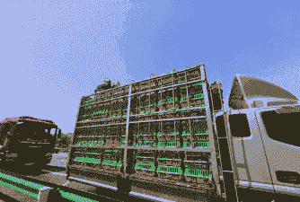 怎样长途运输肉鸡