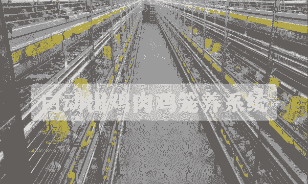 笼养肉鸡饲养新技术