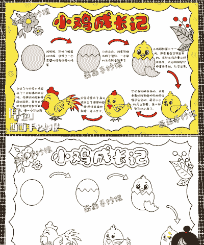 养殖肉鸡的成长周期