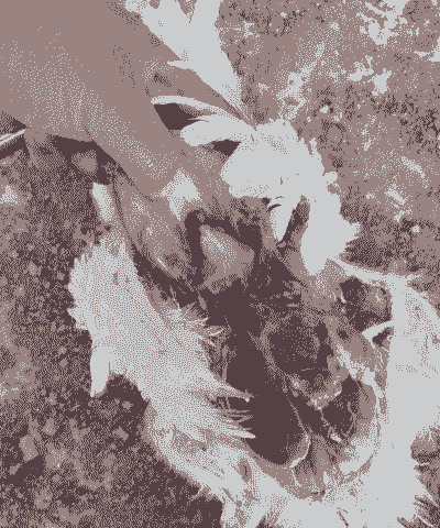 白羽肉鸡有哪些疾病