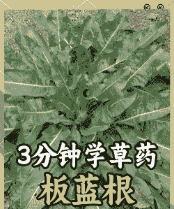 肉鸡感冒咳嗽用板蓝根