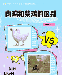 肉鸡和柴鸡的区别