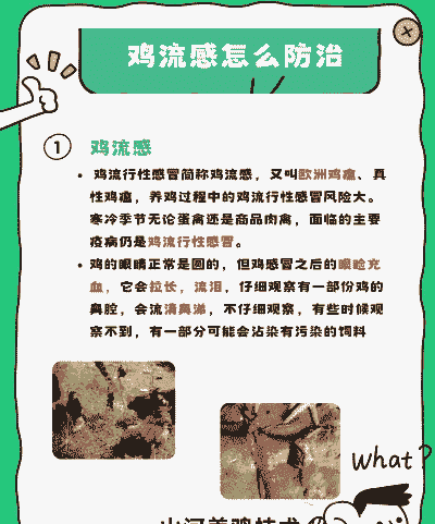 肉鸡养殖技术与风险