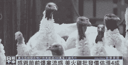 美国火鸡对比肉鸡价格