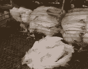 肉鸡后期精神不振