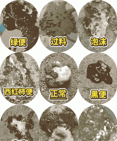 肉鸡肠毒拉什么粪便