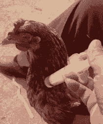 肉鸡打针同时通肾行吗