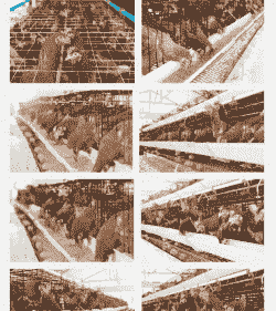 蛋鸡和肉鸡哪个收益高