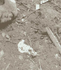 肉鸡没精神拉白屎