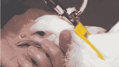 肉鸡扎支原体油苗手法