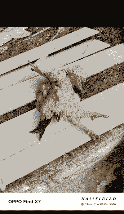 肉鸡为什么肚子朝上死