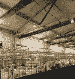 恒温肉鸡产热与散热