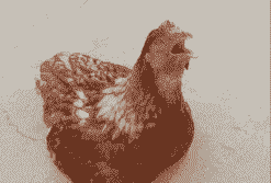 肉鸡张嘴呼吸怎么回事