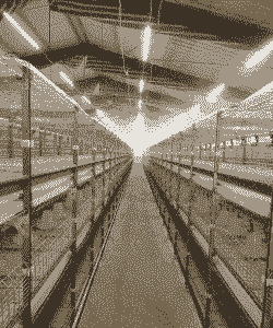 哪里组笼养肉鸡棚的