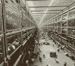 肉鸡笼养哪些国家流行