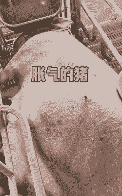 母猪产后胀气怎么办