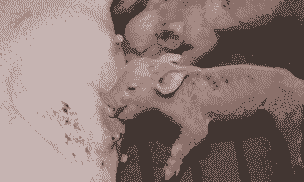 母猪产后没有奶不吃食物