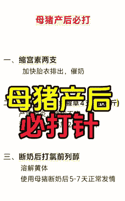 母猪产后消炎需用几针