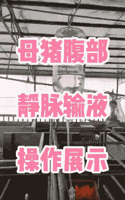 母猪产后吊瓶怎么配