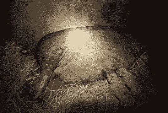 母猪产后肚子不舒服