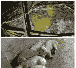 母猪生产后低温腹泻