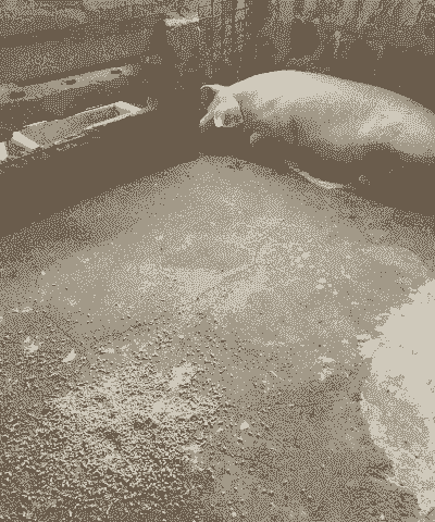 母猪产后热什么症状