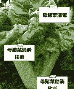 母猪产后可以青菜吗