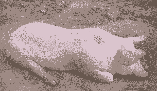 母猪产后不食打哆嗦