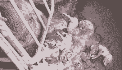 母猪产后流黑脓血