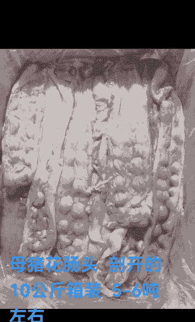 母猪产后开胃用什么