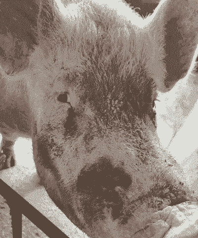 母猪产后眼里有血丝