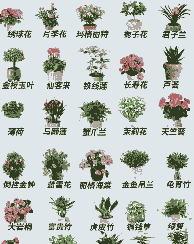 种植什么盆栽养花好呢