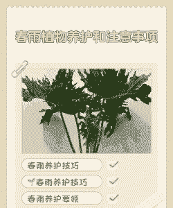 夏天下雨怎么养花