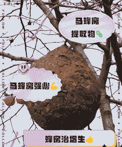 马蜂老巢可以养花吗