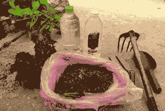 太阳晒过的井水养花 太阳晒过的井水养花